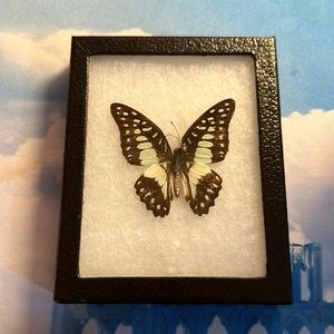 Common Jay Butterfly Specimen